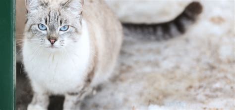 Breed of the week. The Alaskan snow cat - Aller Petfood