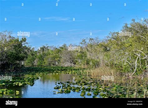 Everglades, Miami, Fl, Usa Stock Photo - Alamy