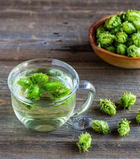 Medicinal Benefits of Hops + Hop Tea | Recipe | Herbal remedies recipes, Healthy drinks recipes ...