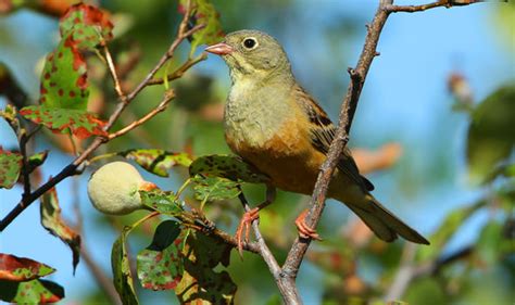 Ortolan buntings: Three birds escape being deep-fried as banned French ...