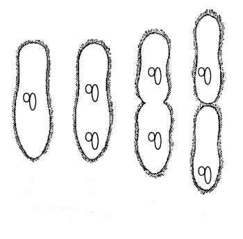 Biological drawings. Paramecium Reproduction. Biology teaching resources by D G Mackean