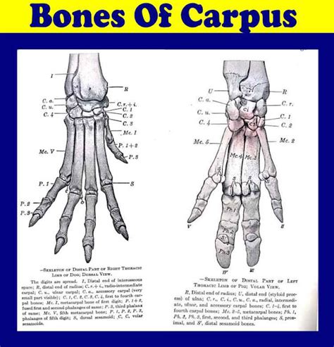 Bones of Carpus | Gross Anatomy | Anjani Mishra