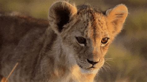 Baby Lion GIFs - Find & Share on GIPHY