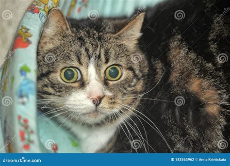 Cat with huge scared eyes stock photo. Image of eyes - 183563962