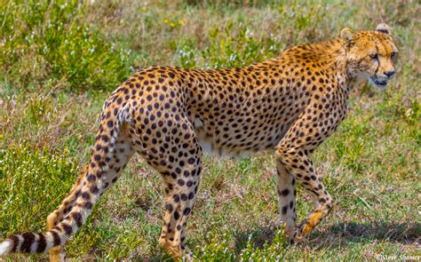 African-Cheetah Walking | Serengeti National Park, Tanzania 2021 | Steve Shames Photo Gallery