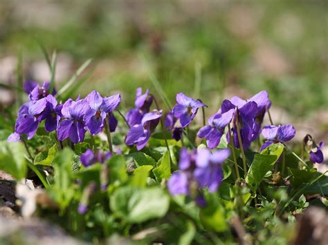 Viola odorata Garden, Plants, Common, English, Sweet, Wood, Candy, Garten, Woodwind Instrument