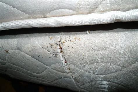 How To Get Rid Of Fleas In Mattress? (5 Easy Steps)