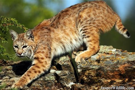 Bobcat - Jasper Wildlife Tours