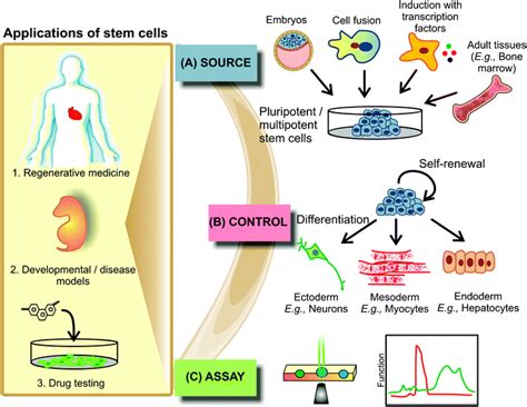 Advancing stem cell research with microtechnologies: opportunities and challenges - Integrative ...