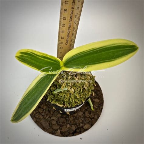 phalaenopsis amabilis variegated - exoticplantshop.org