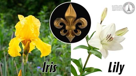 Pictures Of France National Flower | Best Flower Site