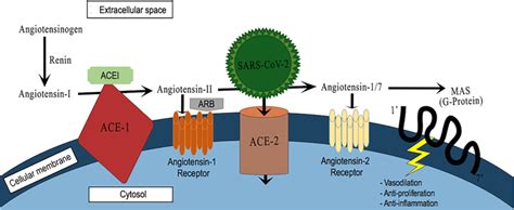 RAAS pathway showing ACEI/ARB mechanism of action and SARS and ...