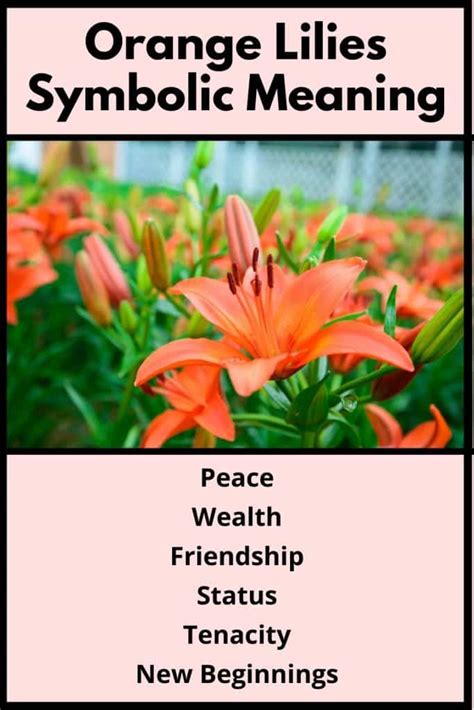 Orange Lilies Meaning and Symbolism (Peace & Wealth)