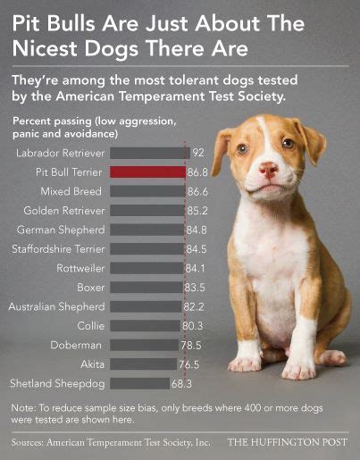 99+ What Is The Temperament Of A Pitbull - l2sanpiero