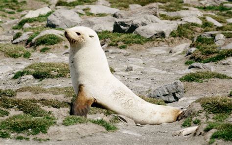 Antarctic Fur Seal - Facts, Photos, Diet, Habitat, Lifestyle - 101 Animals