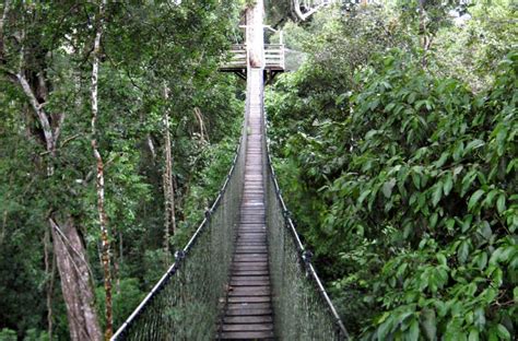 The 9 Most Incredible Canopy Walkways around the World