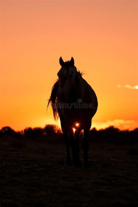 Wild Horse in a Desert Sunset Stock Photo - Image of wild, freedom: 134039332