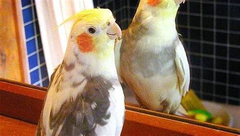 How to Treat Bird Lice | Animals - mom.me