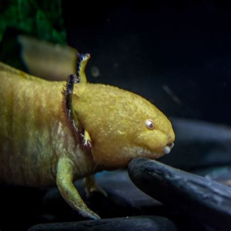 21 Axolotl Facts For New And Experienced Owners - SnakeTracks.com