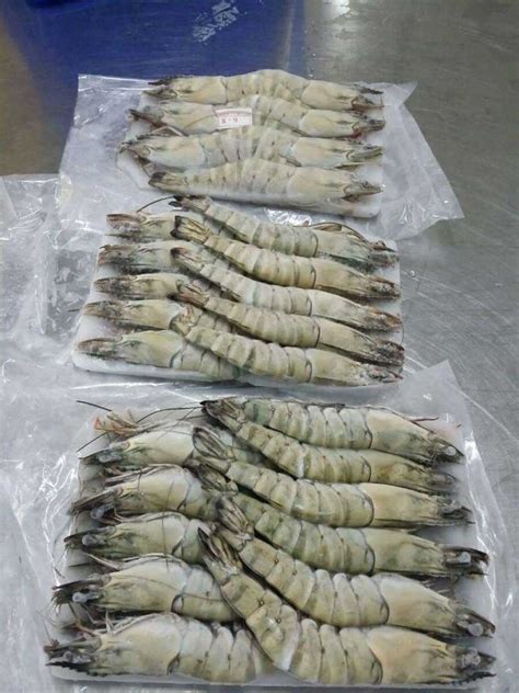 Black Tiger Shrimp - Pinetree Vietnam Co., Ltd | Seafood Exporter & Supplier