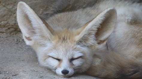 The Tiny Fennec Fox Is All Ears | HowStuffWorks