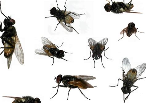 Types of Flies With Pictures on Animal Picture Society