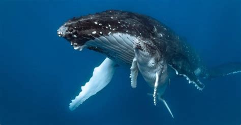 Baby Whales: 5 Pictures and 5 Facts - A-Z Animals