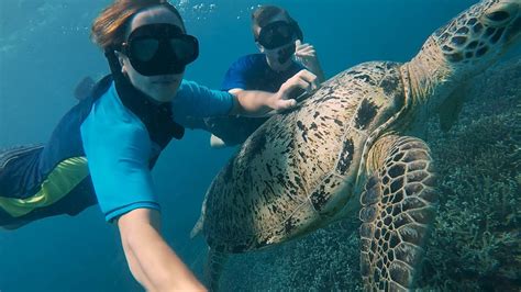 LADY ELLIOT ISLAND SNORKELING | TURTLES, HUGE Coral Trout, GT + MORE - YouTube