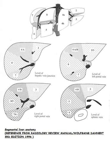 Liver Ultrasound Anatomy