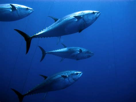 Atlantic Bluefin Tuna Facts: Habitat, Diet, Conservation & More