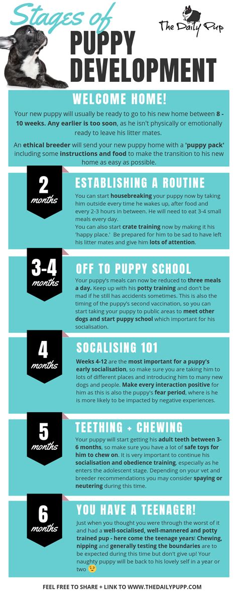 What Are The Stages Of Puppy Development