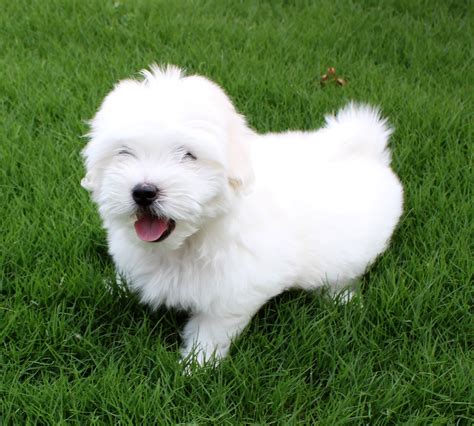 Coton De Tulear Dog Breed - Pictures, Information, Temperament ...