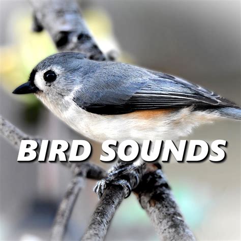 Bird Sounds - Chirping Birds | iHeartRadio