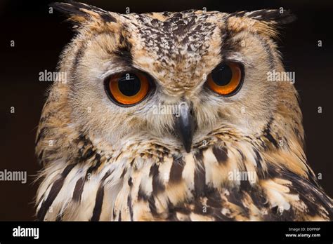 Eagle owl close up portrait Stock Photo - Alamy