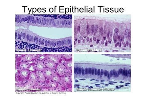 Epithelial Tissue Under Microscope