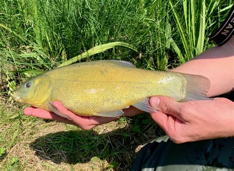 Tench — Hampshire Carp Hatcheries