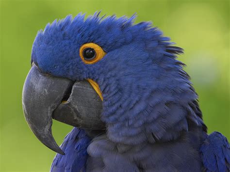 blue macaw bird : Biological Science Picture Directory – Pulpbits.net