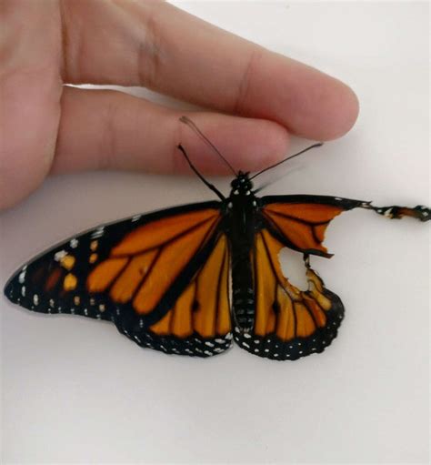 Monarch Butterfly's Broken Wing Fixed By The Nicest Woman - The Dodo