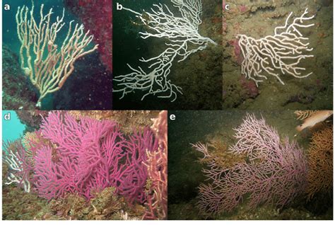 Main gorgonian species found in Lagos Bay. a E. labiata, b E.... | Download Scientific Diagram