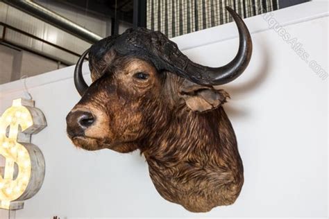 Antiques Atlas - Taxidermy Water Buffalo Head