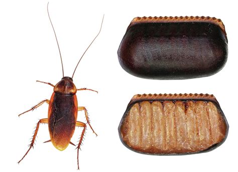 Guide to Cockroach Eggs: Size, Appearance, & Frequency | EcoGuard