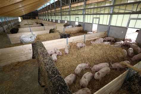 Farm visit: Bringing circular pig production a step closer - Pig Progress