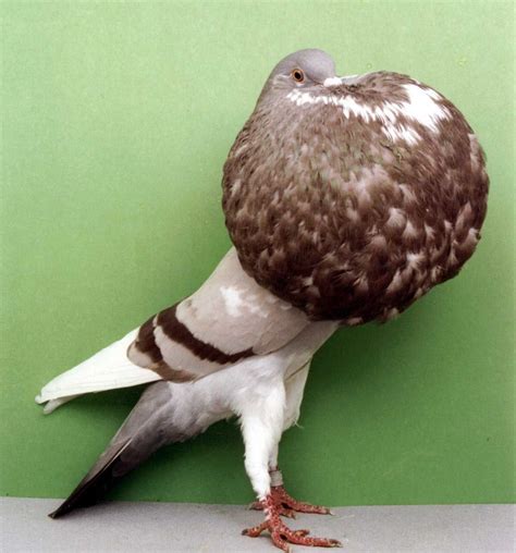 Norwich Cropper Pigeon Pictures ~ ENCYCLOPEDIA OF PIGEON BREEDS | Pigeon pictures, Pigeon breeds ...