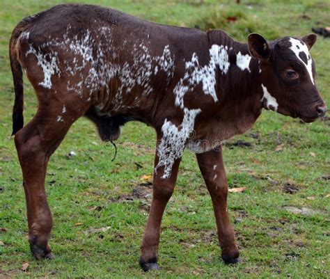 286 Cattle Sanga Stock Photos - Free & Royalty-Free Stock Photos from ...