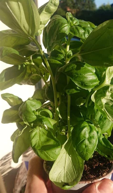 Basil Plant Leggy? (How to Revive it) – Gardener Report