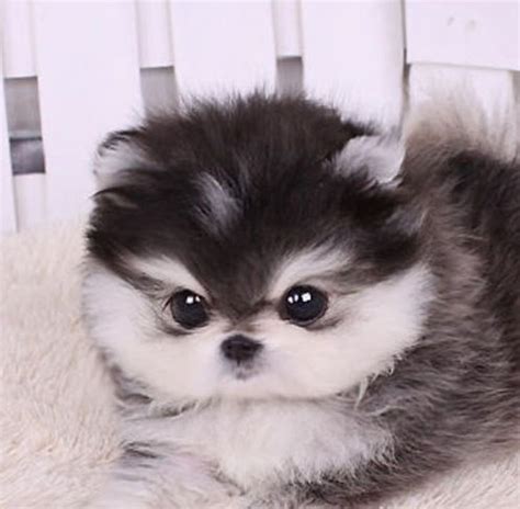 a small gray and white dog laying on top of a bed