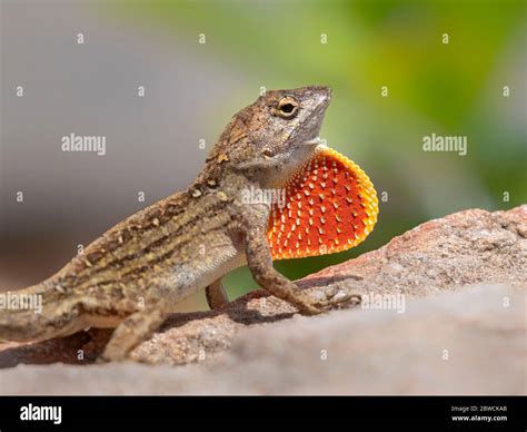 Brown anole lizard (Anolis sagrei) displaying, Galveston, Texas, USA ...