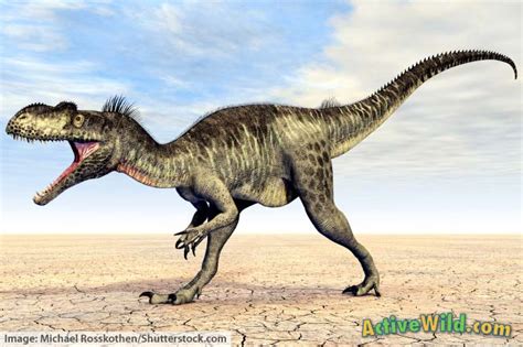 Megalosaurus Facts for Kids, Students and Adults - Active Wild