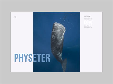 CETACEA on Behance