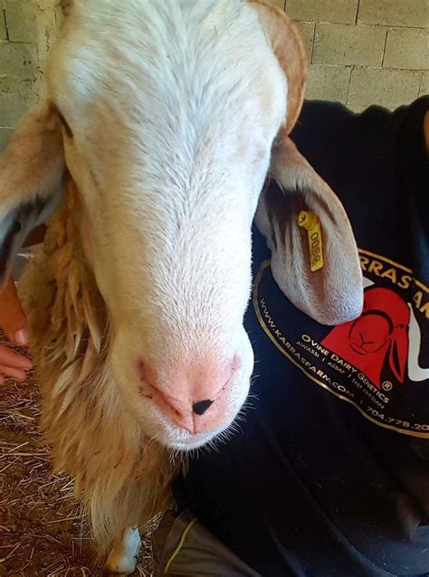 www.karrasfarm.com Assaf dairy sheep. USA | Sheep, Animals, Goats